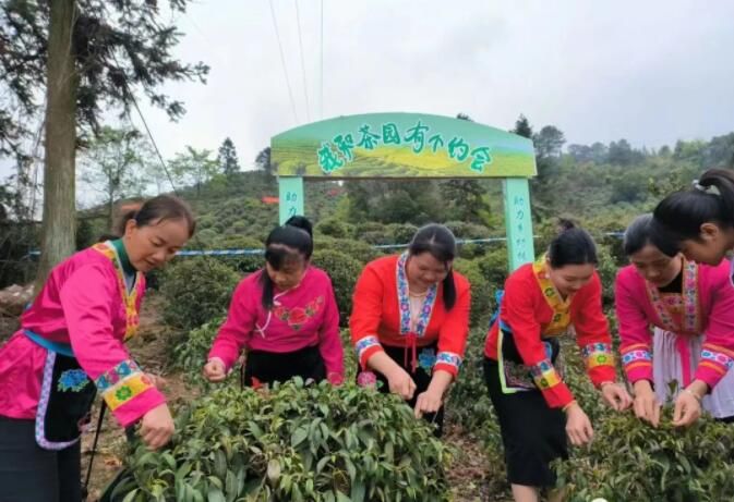 关于平乐县青龙乡首届采茶节活动丰富多彩的资讯(7)