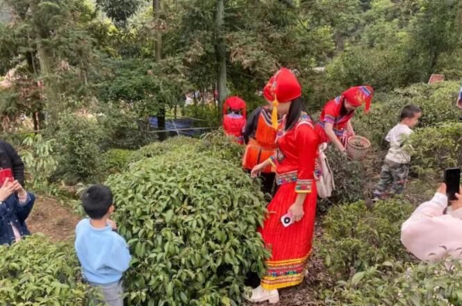 关于平乐县青龙乡首届采茶节活动丰富多彩的资讯(16)