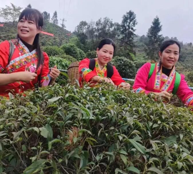 关于平乐县青龙乡首届采茶节活动丰富多彩的资讯(9)