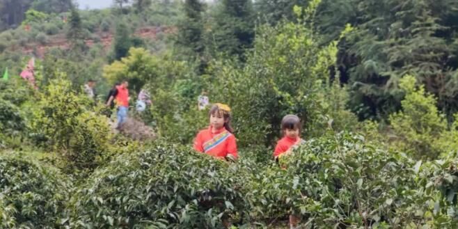 关于平乐县青龙乡首届采茶节活动丰富多彩的资讯(14)