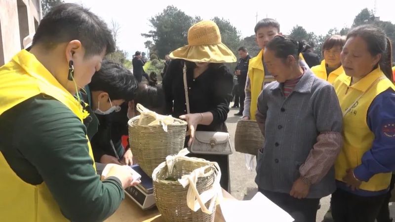 关于第15届贵州茶博会桐梓县分会场春茶开采仪式举行的消息(2)