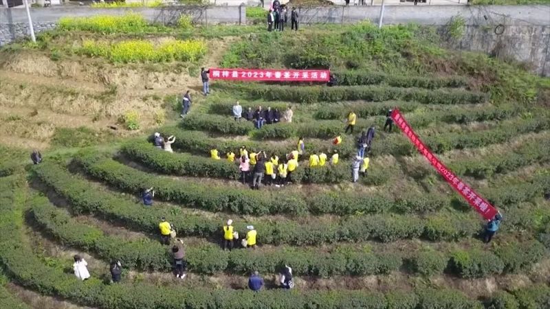 关于第15届贵州茶博会桐梓县分会场春茶开采仪式举行的消息