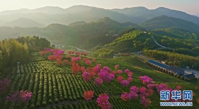 有关于 江苏省千亩茶园美如画 茶农“画中”采茶忙的新闻(3)