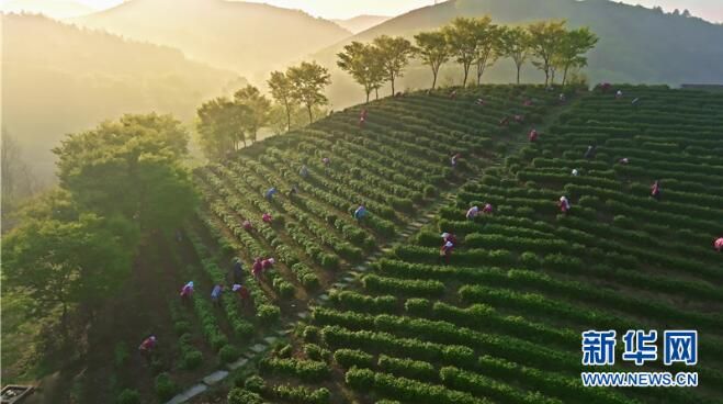 有关于 江苏省千亩茶园美如画 茶农“画中”采茶忙的新闻(1)
