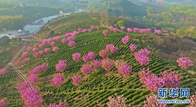 有关于 江苏省千亩茶园美如画 茶农“画中”采茶忙的新闻