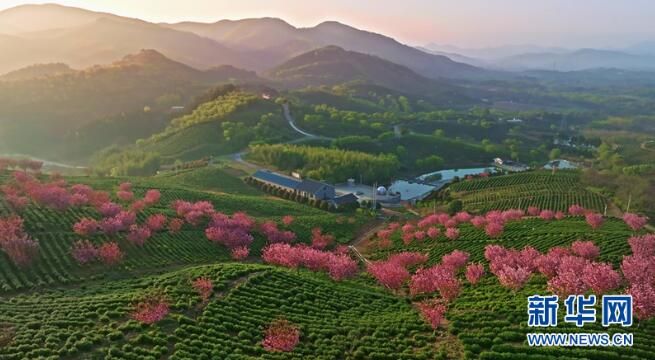 有关于 江苏省千亩茶园美如画 茶农“画中”采茶忙的新闻(2)