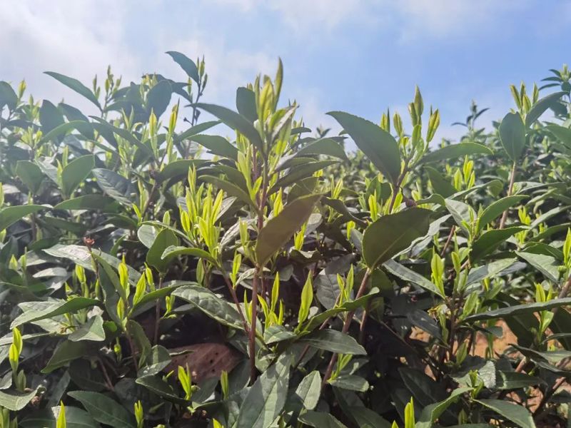 关于惠水：“四力四新”赋能茶产业发展的资讯(1)