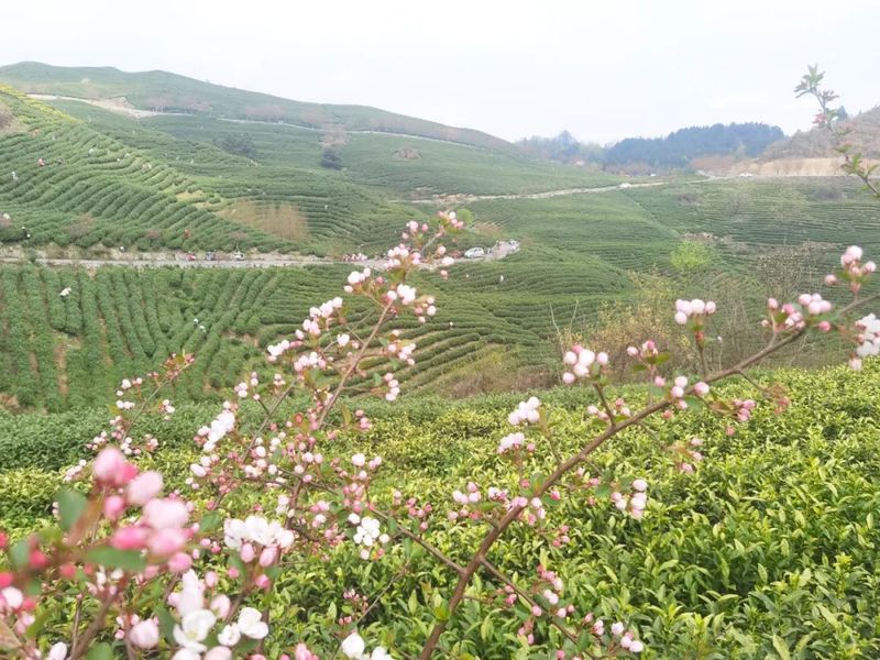 关于惠水：“四力四新”赋能茶产业发展的资讯