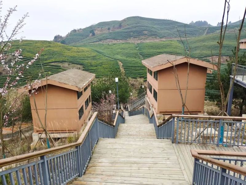 关于惠水：“四力四新”赋能茶产业发展的资讯(2)