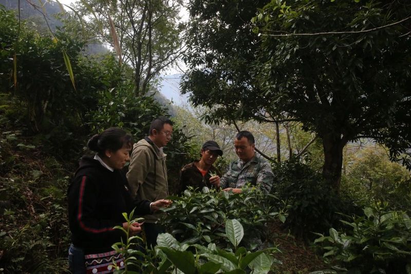 有关于咱利村：激活茶产业新动能 促进乡村产业振兴的信息(2)