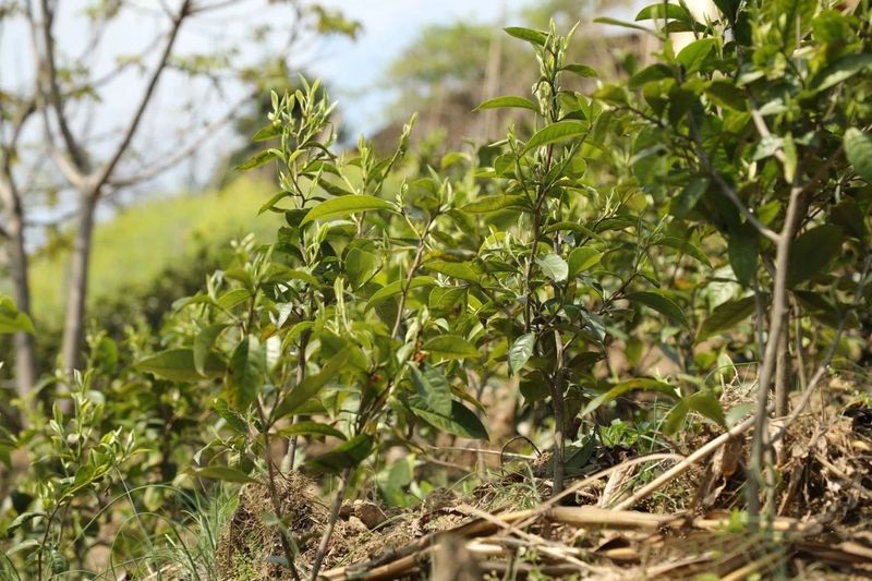 有关于咱利村：激活茶产业新动能 促进乡村产业振兴的信息(1)