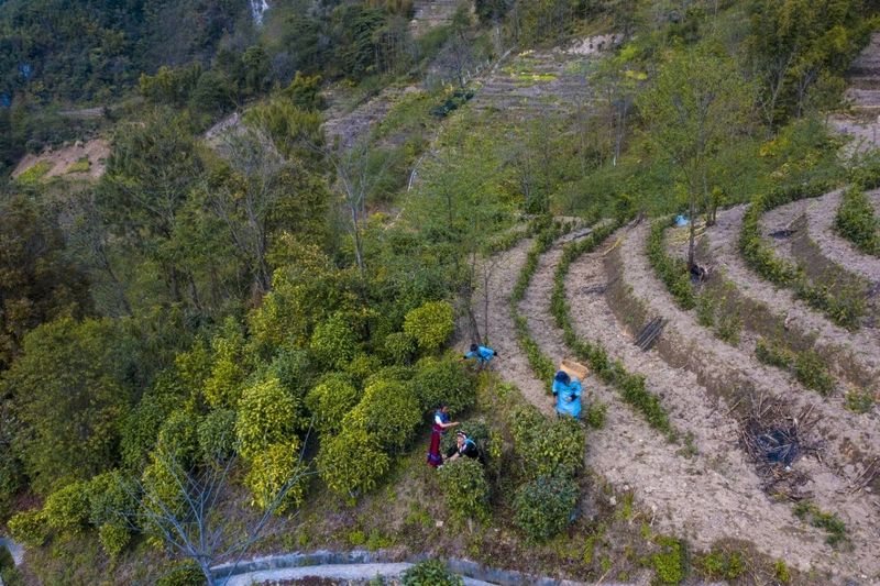 有关于咱利村：激活茶产业新动能 促进乡村产业振兴的信息