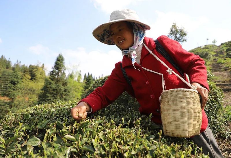 有关于一片叶富一方民 镇宁自治县茶产业发展见闻的内容(7)