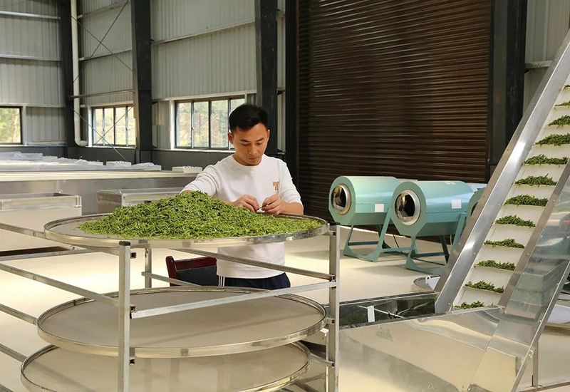 有关于一片叶富一方民 镇宁自治县茶产业发展见闻的内容(2)