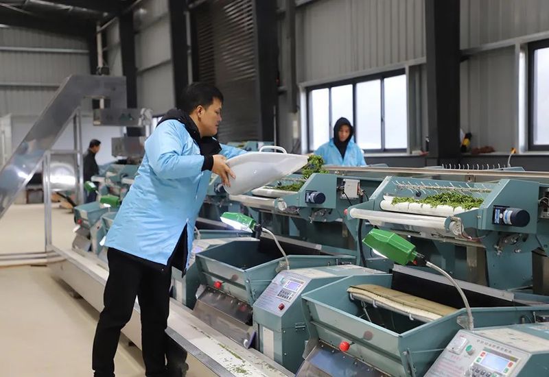 有关于一片叶富一方民 镇宁自治县茶产业发展见闻的内容(4)