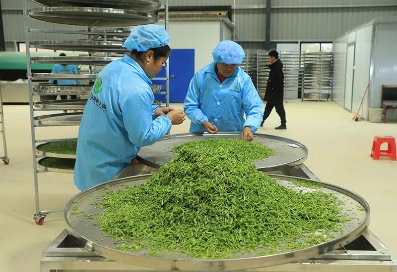 有关于一片叶富一方民 镇宁自治县茶产业发展见闻的内容(3)