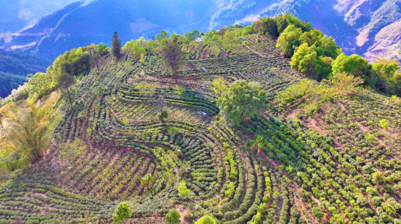 有关于平掌乡：以茶为媒展风情 茶韵飘香促振兴的消息(9)