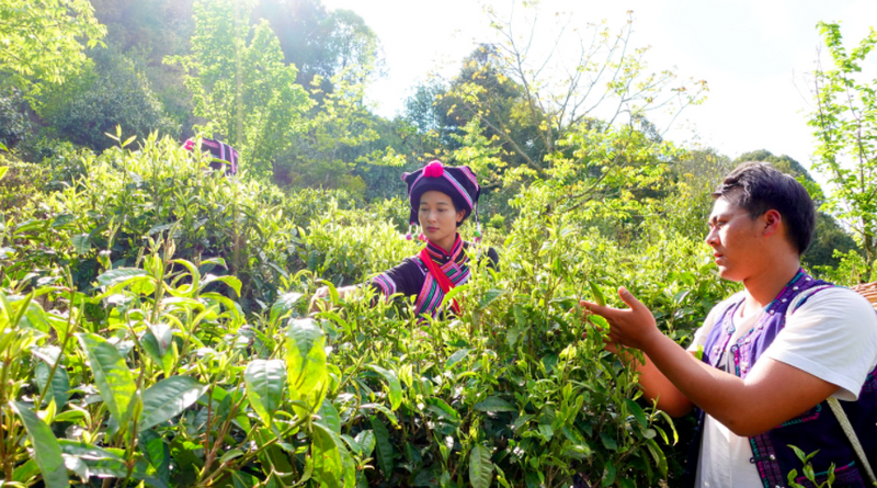 有关于平掌乡：以茶为媒展风情 茶韵飘香促振兴的消息(3)