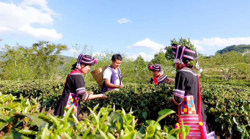 有关于平掌乡：以茶为媒展风情 茶韵飘香促振兴的消息(5)