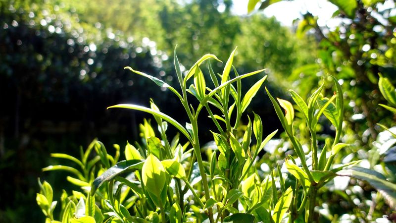 有关于平掌乡：以茶为媒展风情 茶韵飘香促振兴的消息(1)