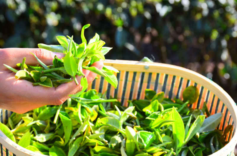 有关于平掌乡：以茶为媒展风情 茶韵飘香促振兴的消息(7)