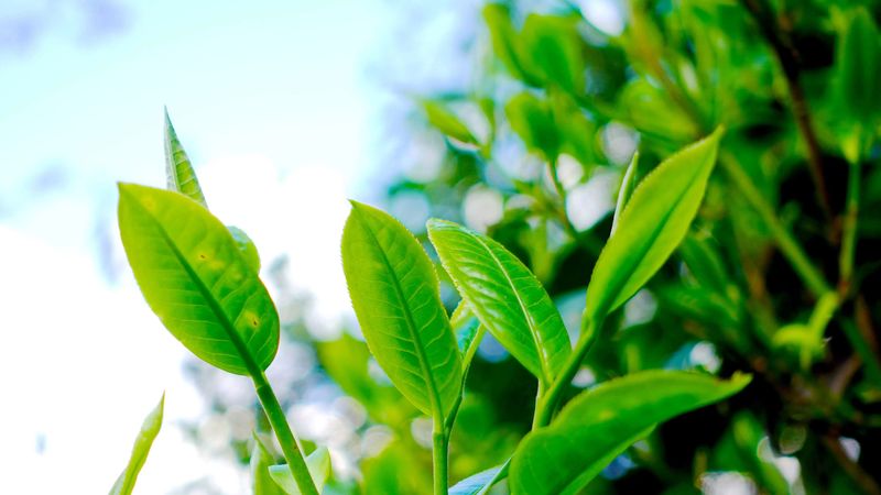 有关于平掌乡：以茶为媒展风情 茶韵飘香促振兴的消息