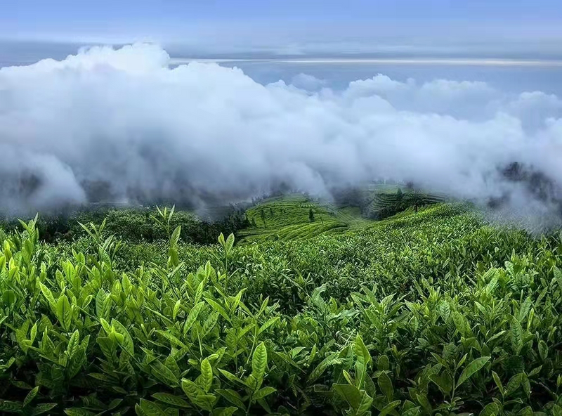 关于临沧茶·尊天下  茶旅就是一个新风口的相关内容