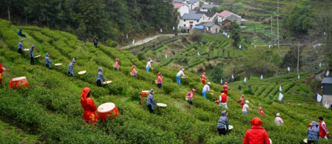 关于安徽石台茶产业赋能乡村全面振兴的内容