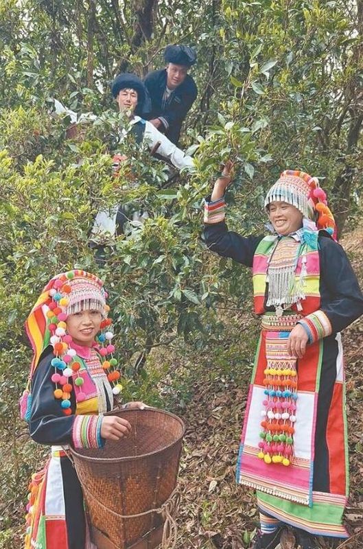 关于盈江县苏典乡 阳春三月茶飘香 茶农采摘笑开颜的新闻