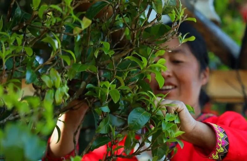 有关于澜沧安康千年“茶后”披新绿 今春开采鲜叶14公斤的资讯(2)