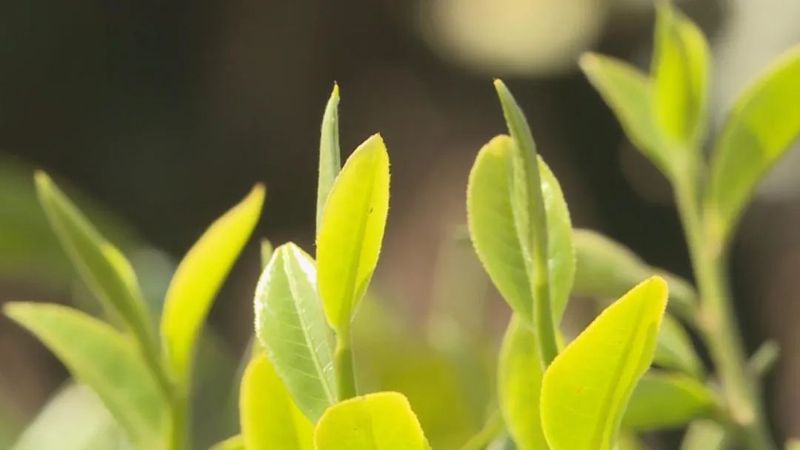 有关于澜沧安康千年“茶后”披新绿 今春开采鲜叶14公斤的资讯(6)