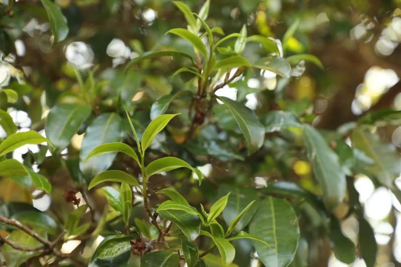 有关于澜沧安康千年“茶后”披新绿 今春开采鲜叶14公斤的资讯