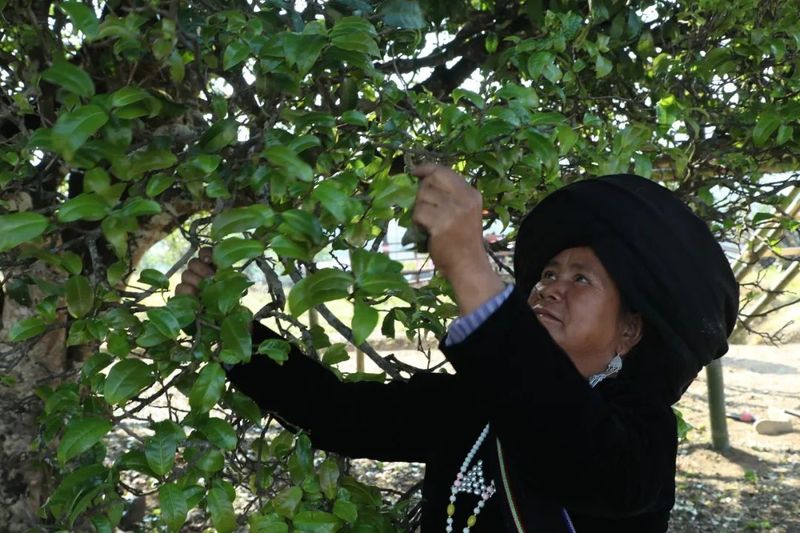 有关于澜沧安康千年“茶后”披新绿 今春开采鲜叶14公斤的资讯(3)