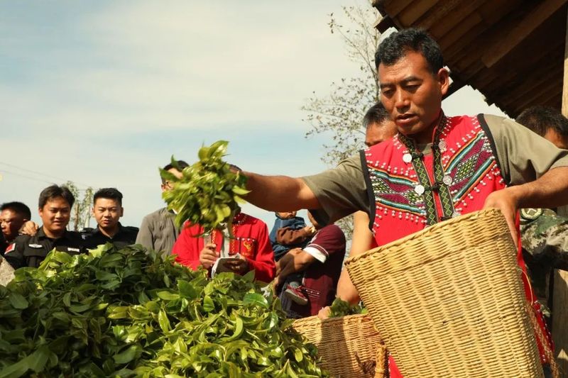 有关于澜沧安康千年“茶后”披新绿 今春开采鲜叶14公斤的资讯(5)