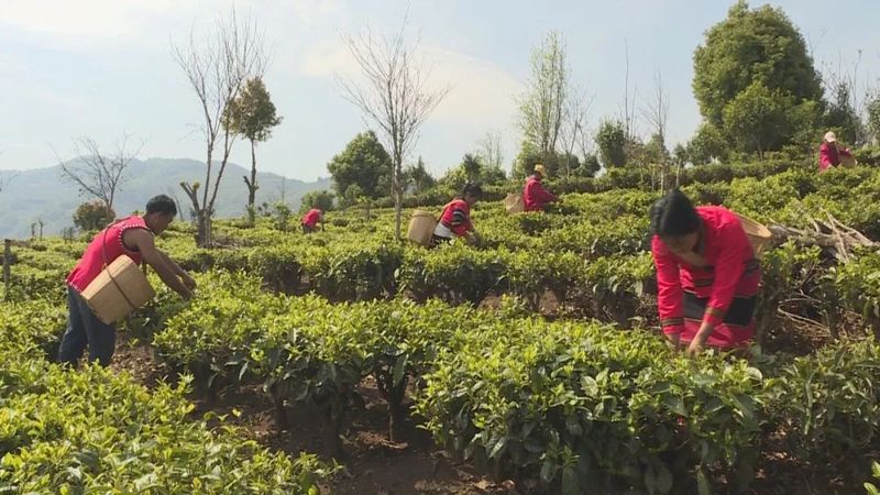 有关于澜沧安康千年“茶后”披新绿 今春开采鲜叶14公斤的资讯(7)