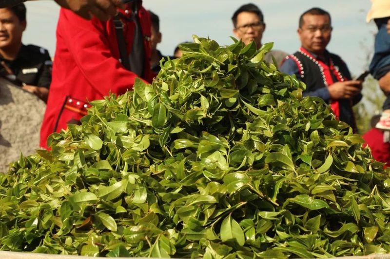 有关于澜沧安康千年“茶后”披新绿 今春开采鲜叶14公斤的资讯(4)