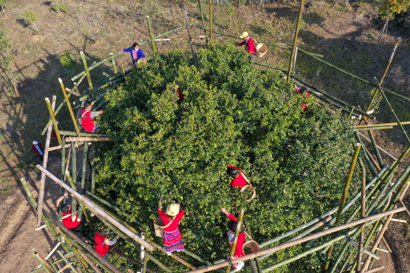 有关于澜沧安康千年“茶后”披新绿 今春开采鲜叶14公斤的资讯(1)