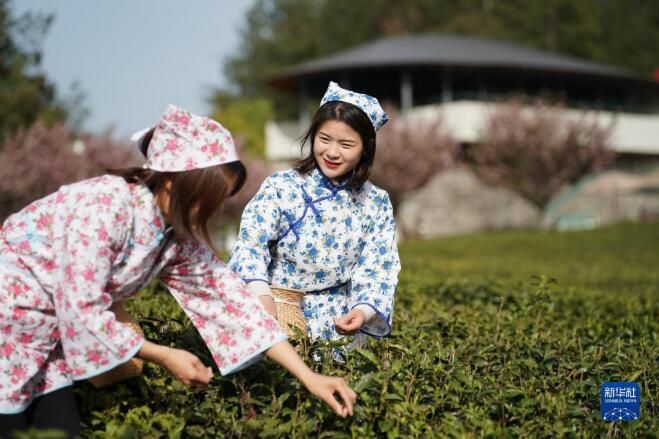 关于陕西安康：茶旅融合促发展的相关信息(3)