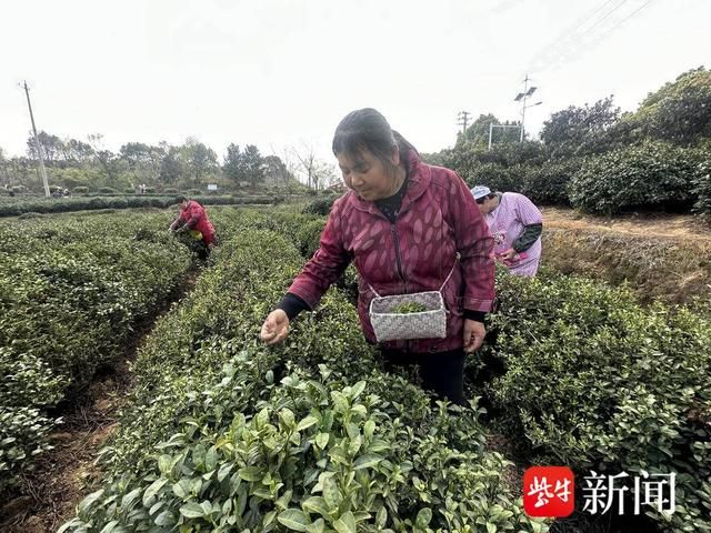 关于疫情结束后的第一个春茶季，看茶农们抢“鲜” 采摘春茶第一芽的相关信息(1)