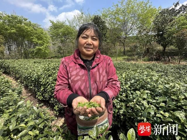 关于疫情结束后的第一个春茶季，看茶农们抢“鲜” 采摘春茶第一芽的相关信息