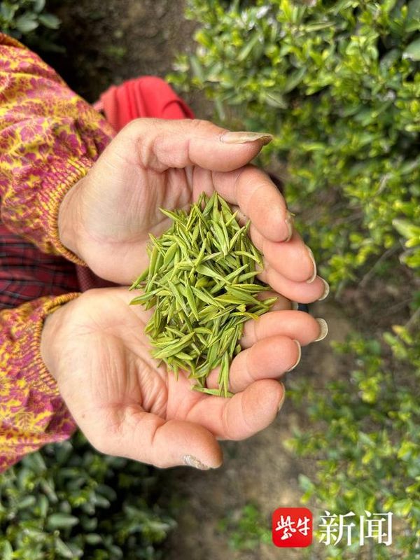 关于疫情结束后的第一个春茶季，看茶农们抢“鲜” 采摘春茶第一芽的相关信息(2)