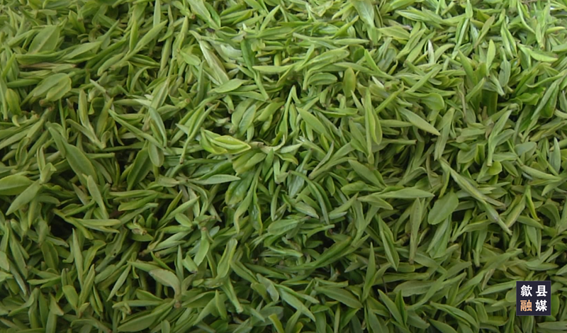 有关于歙县三阳镇岭脚村：手制大方茶 香飘清凉峰的相关内容(1)