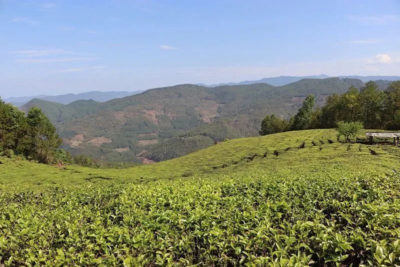 关于景谷益智乡：发展“茶”经济，富裕一方百姓的信息(10)