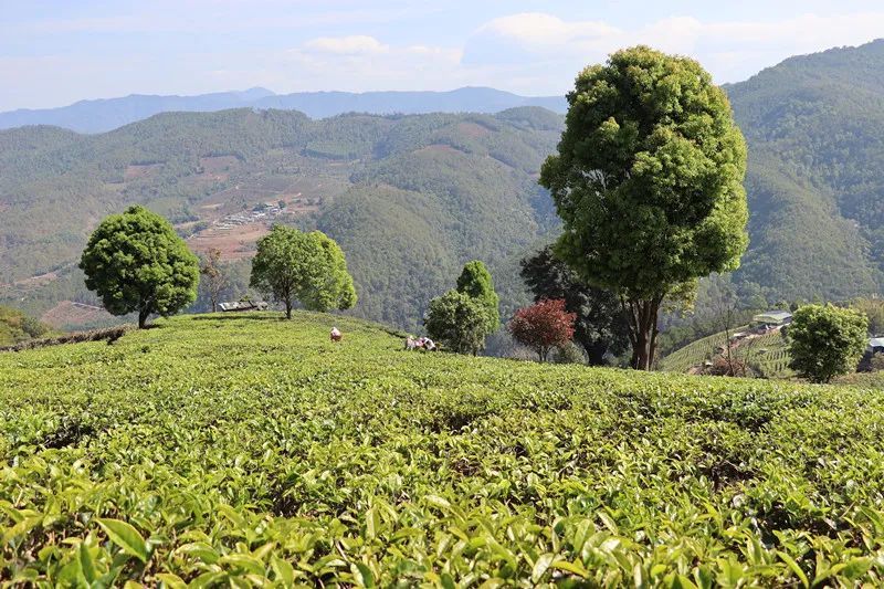 关于景谷益智乡：发展“茶”经济，富裕一方百姓的信息(6)
