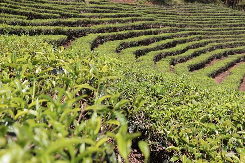 关于景谷益智乡：发展“茶”经济，富裕一方百姓的信息(5)