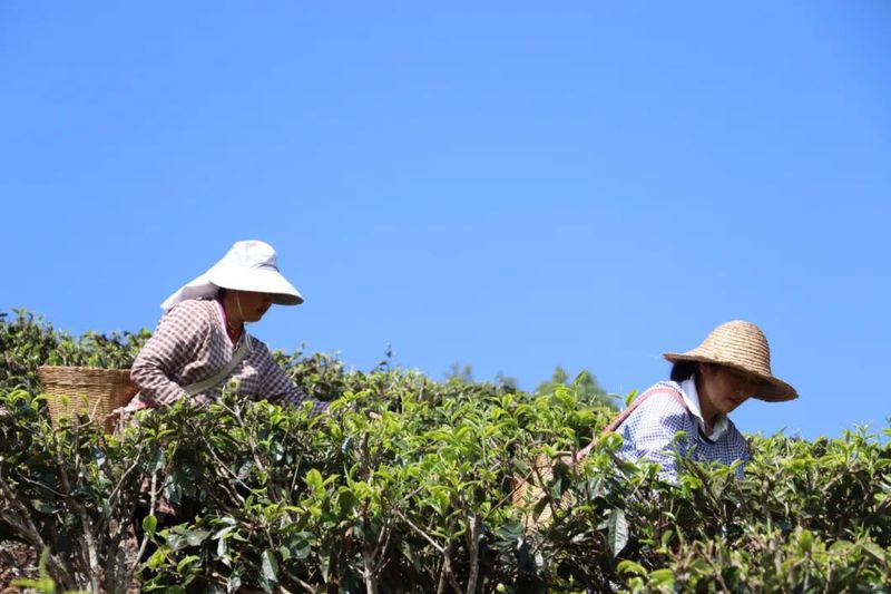 关于景谷益智乡：发展“茶”经济，富裕一方百姓的信息(1)