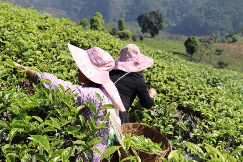 关于景谷益智乡：发展“茶”经济，富裕一方百姓的信息(7)