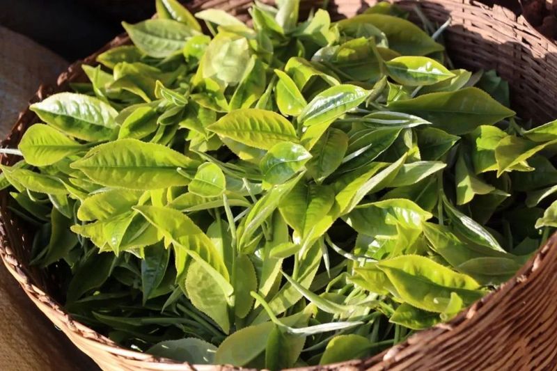 关于景谷益智乡：发展“茶”经济，富裕一方百姓的信息(2)