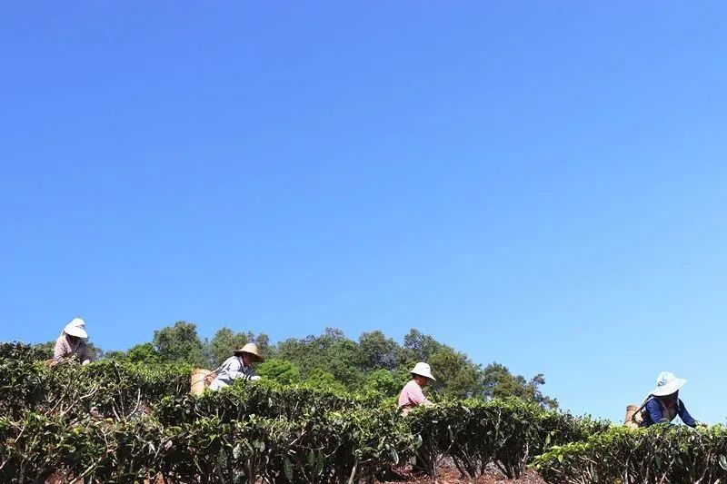 关于景谷益智乡：发展“茶”经济，富裕一方百姓的信息(8)