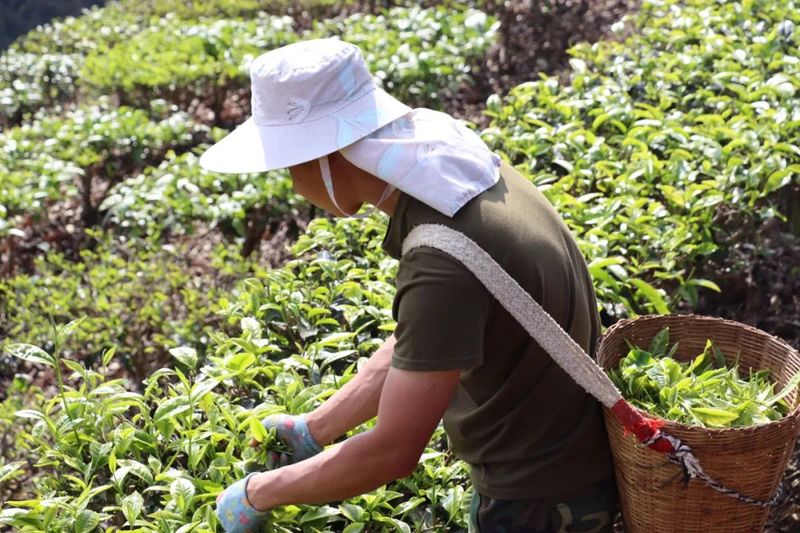 关于景谷益智乡：发展“茶”经济，富裕一方百姓的信息(3)